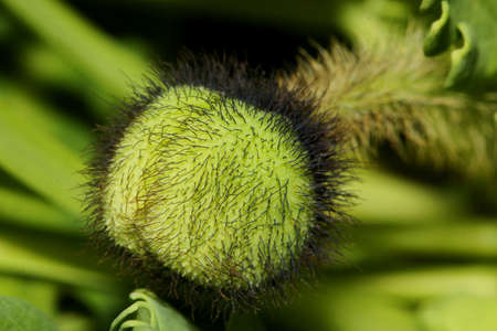 A close up of a wet Poppy flower bud in the Srping season.の写真素材