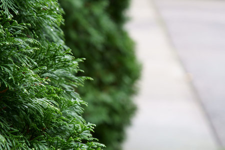 A nature background of Thuja sinensis leaves with copy space.