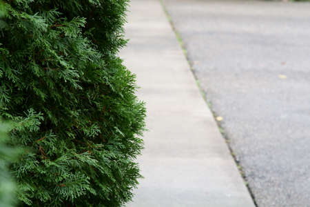 A nature background of Thuja sinensis leaves with copy space.の写真素材