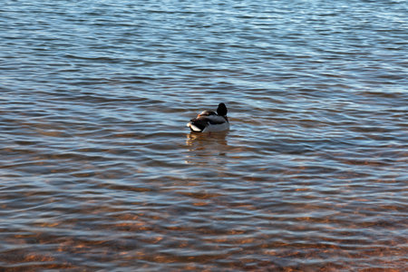 Ducks resting near the shores of a lake in winter.の写真素材