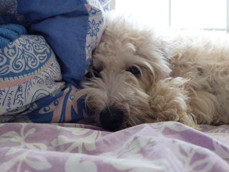 A soft coated Wheaten Terrier taking a nap.の写真素材
