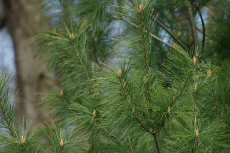 Branches of white Pine leaves in spring season.