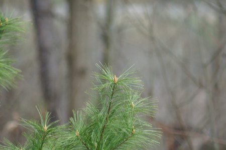 Branches of white Pine leaves in spring season.