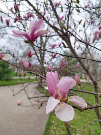 Pink Magnolia flowers blooming in the Spring season.