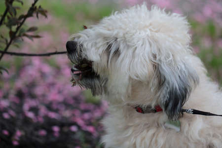 A soft Coated Wheaten Terrier playing in the yard with tree branches.の写真素材