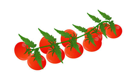 Cherry Red Tomatoes on a vine, isolated on white backgroundのイラスト素材
