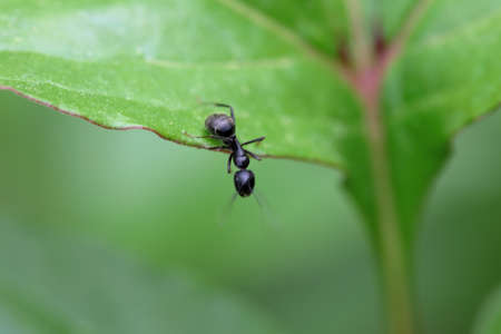 Close up of a black Ant on a leafの写真素材