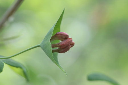 A close up of Honesuckle flowers, selective  focus.