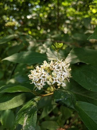 White honeysuckle flowers blooming in summer season, selective focus.の写真素材