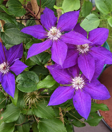Close up of Purple Clematis flowers blooming in summer season.