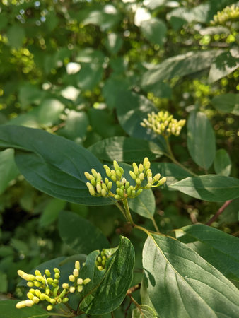 White Rough leaf dogwood flowers blooming in summer season, selective focus.の写真素材