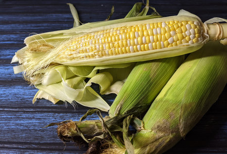 Uncooked Sweet corn on a wooden background