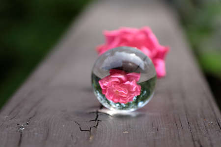 Still life of refraction of Pink Rose in Summer season.の写真素材