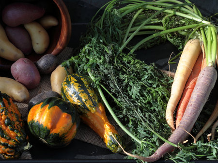 Top down view of multicolored carrots, fingerling Potatoes and Pumpkins in Autumn season on a wooden background with copy space.の写真素材