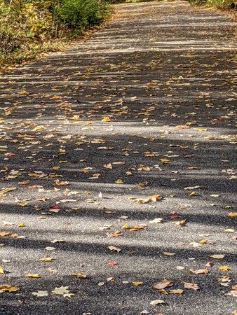 Fall Foliage in a city park with yellow and orange leaves.