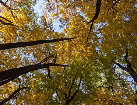 Fall Foliage in a city park with yellow and orange leaves.の写真素材