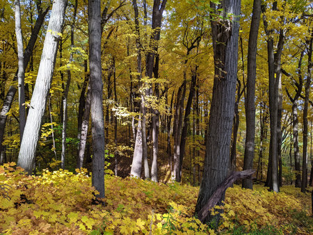 Fall Foliage in a city park with yellow and orange leaves.