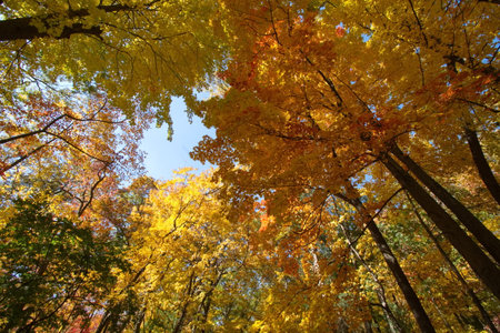 A view of Trees from below in Autumn season with yellow, red and orange leaves.の写真素材