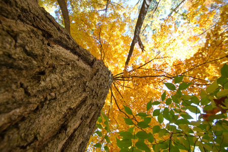 A view of Trees from below in Autumn season with yellow, red and orange leaves.の写真素材