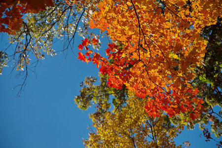 Red, yellow and orange FAll leaves in Autumn season flling the frame.の写真素材
