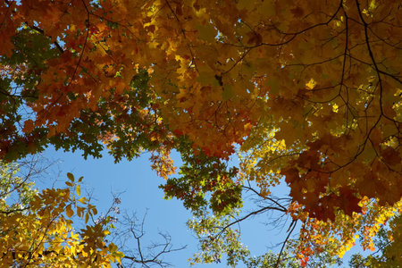 Red, yellow and orange FAll leaves in Autumn season flling the frame.の写真素材