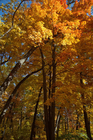A road in a park lined with trees in Autumn season.の写真素材