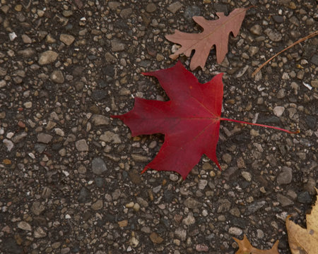 Red, yellow and orange Maple leaves on the road in Autumn seasonの写真素材