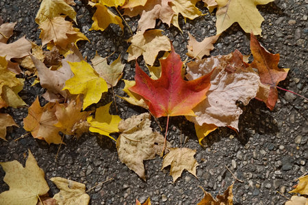 Red, Yellow and brown, Maple leaves on the road in Autumn seasonの写真素材