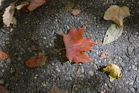 Maple leaves on the road in Autumn season backgroundの写真素材