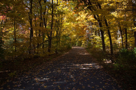 A road in a park lined with trees in Autumn season.の写真素材