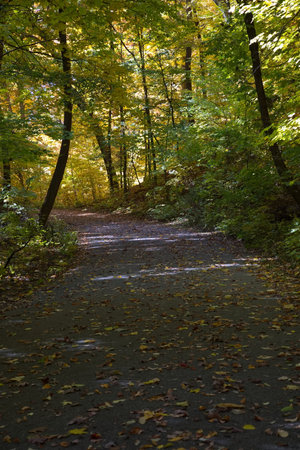 A road in a park lined with trees in Autumn season.の写真素材