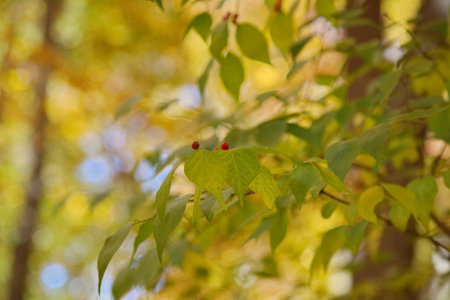 Red Berries in Autumn season, selective focusの写真素材