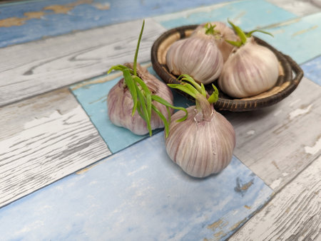 Bulbs of sprouted Garlic in a woven basketの写真素材