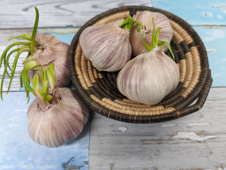 Bulbs of sprouted Garlic in a woven basketの写真素材