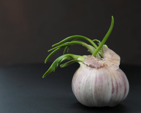 Sprouted bulbs of Garlic on grey backgroundの写真素材