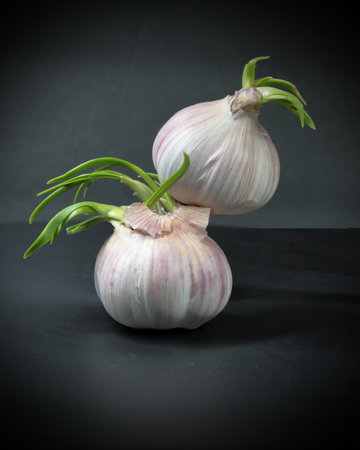 Sprouted bulbs of Garlic on grey backgroundの写真素材