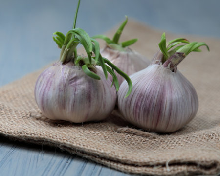 Sprouted bulbs of Garlic on wooden blue backgroundの写真素材