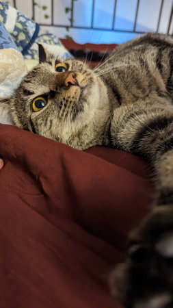 Cute cat lying on the bed in the room at home.の写真素材