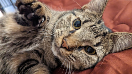 Cute tabby cat lying on the sofa and looking at cameraの写真素材