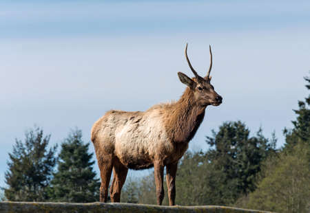 Adult elk on hill top with blue sky backgroundの写真素材