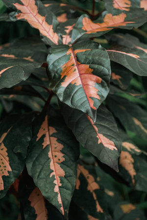 Variegated leaves of Aglaonema variegata plantの写真素材