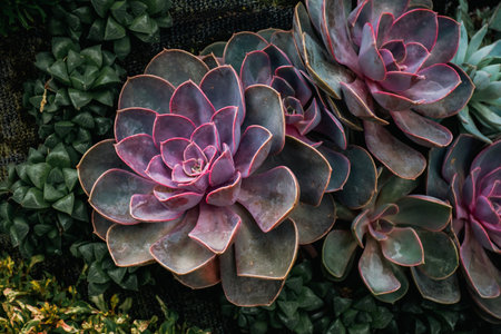 Succulent plants in the botanical garden, stock photo imageの写真素材