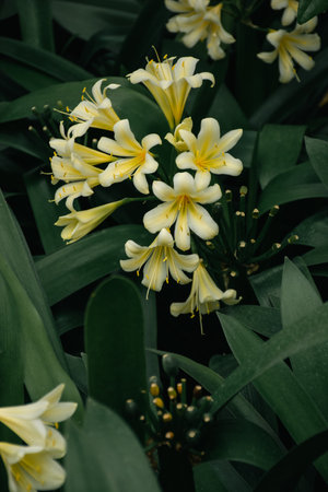 Yellow lily flowers in the garden. Floral natural background.の写真素材