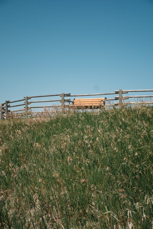 Wooden fence on a meadow with grass in the foreground.の写真素材