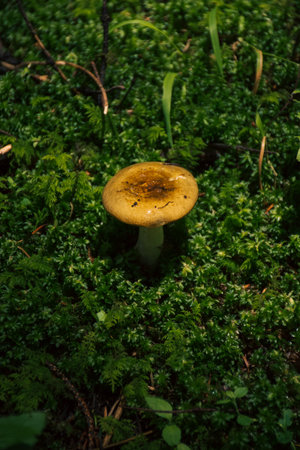 Mushroom in the forest on a background of green moss.の写真素材