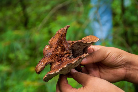 Lingzhi mushroom in hand, closeup of a mushroom