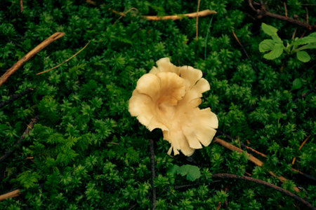 Chanterelle mushroom growing on green moss in the forest