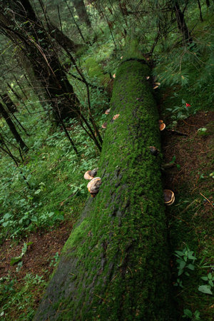 Fallen tree in the forest with mushrooms growing on the trunk. Mushroom coming out of a tree trunk...