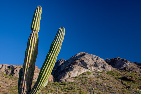 Saguaro Cactus in a beautiful desert landscape near Los Cabos, Baja California, Mexico. Mountain at sunset sceneryの写真素材