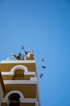 Flock of pigeons on the top of a church in Todos Santos, BCS, Mexico.の写真素材